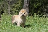 CAIRN TERRIER 146